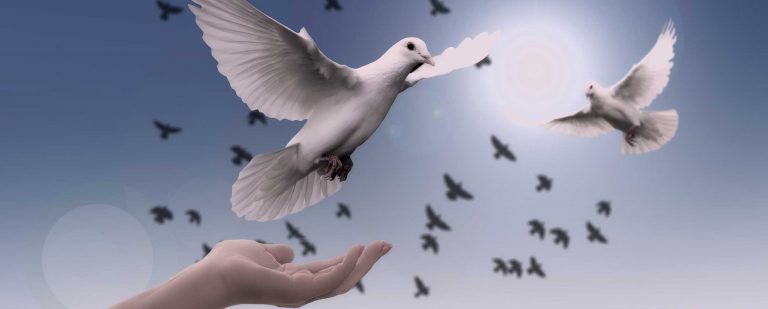 Peace Dove