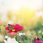 Meadow with butterflies